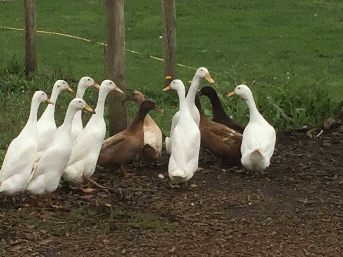 Willow Court Farm Studio East & Petting Farm, 8 Mins To Legoland & Windsor, 15 Mins To Lapland Uk Екстериор снимка