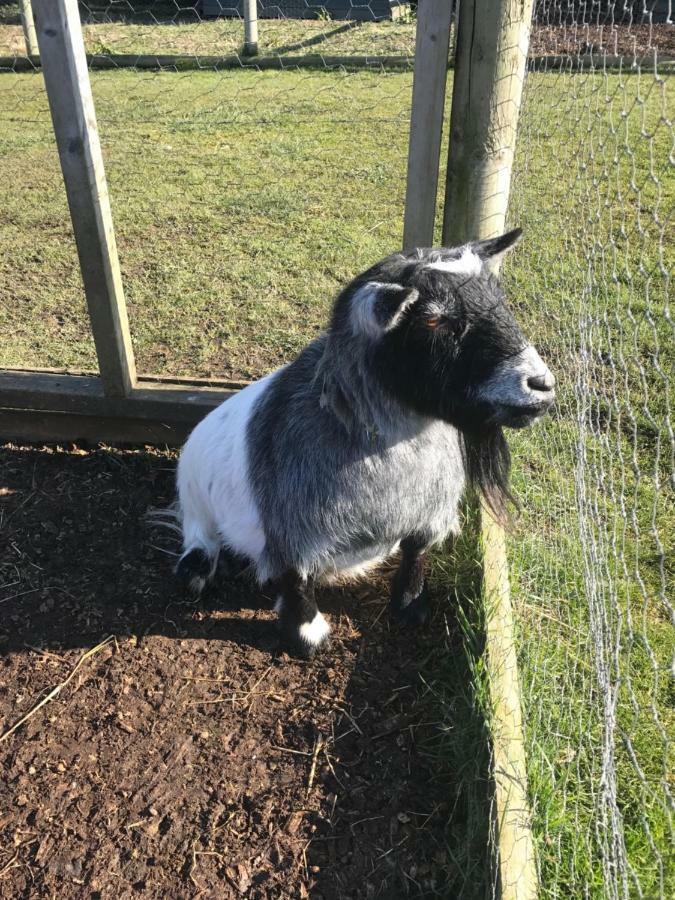 Willow Court Farm Studio East & Petting Farm, 8 Mins To Legoland & Windsor, 15 Mins To Lapland Uk Екстериор снимка