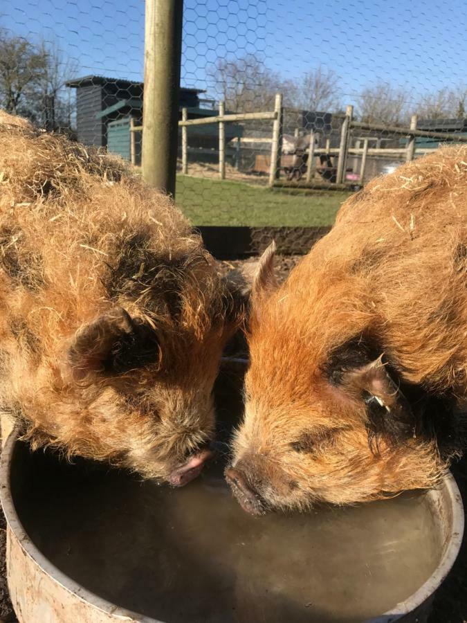 Willow Court Farm Studio East & Petting Farm, 8 Mins To Legoland & Windsor, 15 Mins To Lapland Uk Екстериор снимка