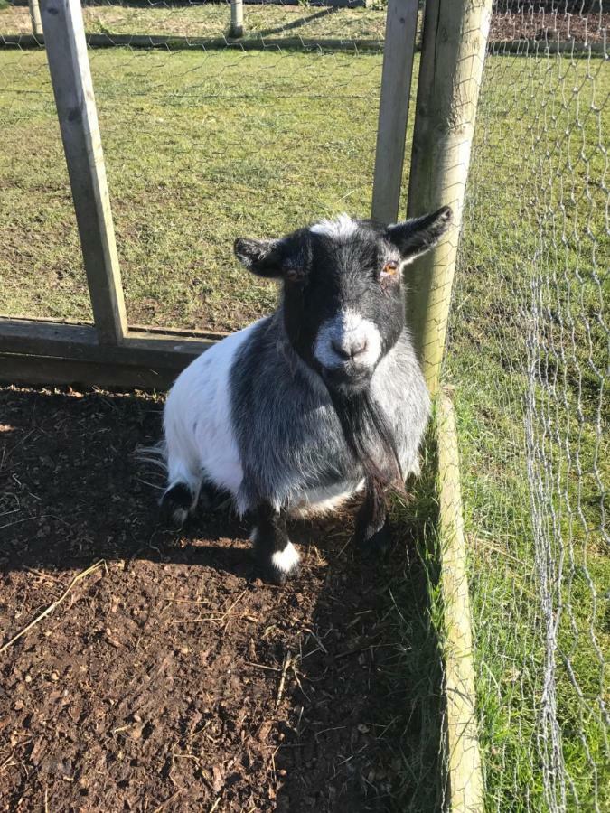 Willow Court Farm Studio East & Petting Farm, 8 Mins To Legoland & Windsor, 15 Mins To Lapland Uk Екстериор снимка