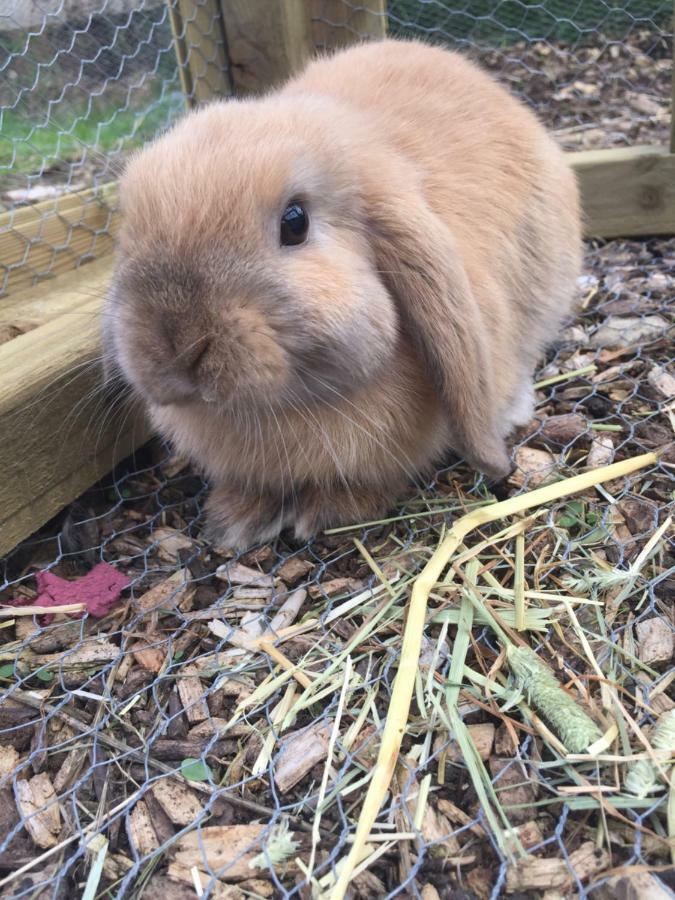 Willow Court Farm Studio East & Petting Farm, 8 Mins To Legoland & Windsor, 15 Mins To Lapland Uk Екстериор снимка